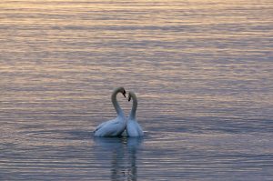 Feb Swans